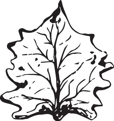 Hand drawn black leaves. Vintage leaf, great design for any purposes.