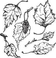 Sketch drawing of a birch leaf in black and white outline. Vintage combination of birch leaf. vector