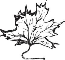 Sketch drawing of a maple leaf in black and white outline. Vintage maple, great design for any purposes. vector