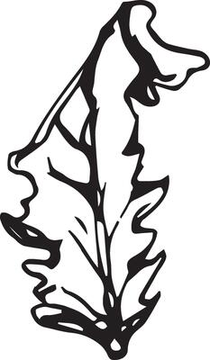 Hand drawn black leaves. Vintage leaf, great design for any purposes.