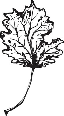 Hand drawn black leaves. Vintage leaf, great design for any purposes.