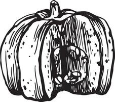 Hand drawn pumpkin for decorative design. Vintage pumpkin. vector