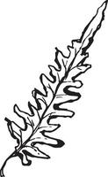 Sketch drawing of a fern in black and white outline. Vintage fern, great design for any purposes. vector