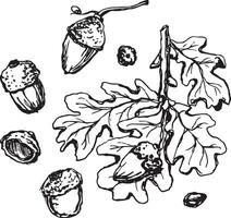 Sketch drawing of a oak leaf in black and white outline. Vintage oak, great design for any purposes. vector