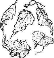 Sketch drawing of a birch leaf in black and white outline. Vintage combination of birch leaf. vector