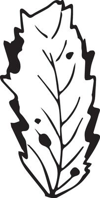 Rowan in hand drawn style on black background. Vintage line art closeup.