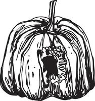 Hand drawn pumpkin for decorative design. Vintage pumpkin. vector