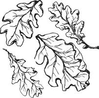 Sketch drawing of a oak leaf in black and white outline. Vintage oak, great design for any purposes. vector