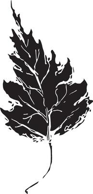 Sketch drawing of a birch leaf in black and white outline. Vintage combination of birch leaf.