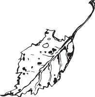 Sketch drawing of a birch leaf in black and white outline. Vintage combination of birch leaf. vector