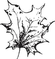 Sketch drawing of a maple leaf in black and white outline. Vintage maple, great design for any purposes. vector