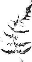 Sketch drawing of a fern in black and white outline. Vintage fern, great design for any purposes. vector