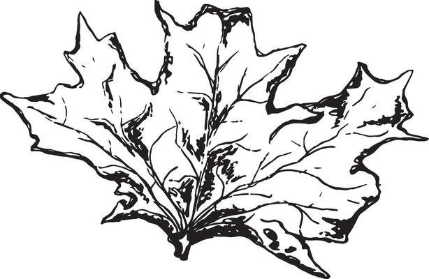 Sketch drawing of a maple leaf in black and white outline. Vintage maple, great design for any purposes.