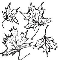 Sketch drawing of a maple leaf in black and white outline. Vintage maple, great design for any purposes. vector