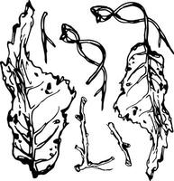 Sketch drawing of a birch leaf in black and white outline. Vintage combination of birch leaf. vector