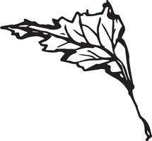 Hand drawn black leaves. Vintage leaf, great design for any purposes. vector