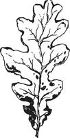 Sketch drawing of a oak leaf in black and white outline. Vintage oak, great design for any purposes. vector