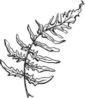 Sketch drawing of a fern in black and white outline. Vintage fern, great design for any purposes. vector