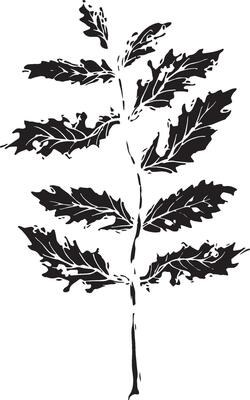 Rowan in hand drawn style on black background. Vintage line art closeup.