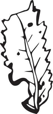 Rowan in hand drawn style on black background. Vintage line art closeup.