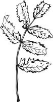 Rowan in hand drawn style on black background. Vintage line art closeup. vector