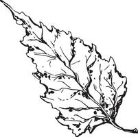 Sketch drawing of a birch leaf in black and white outline. Vintage combination of birch leaf. vector