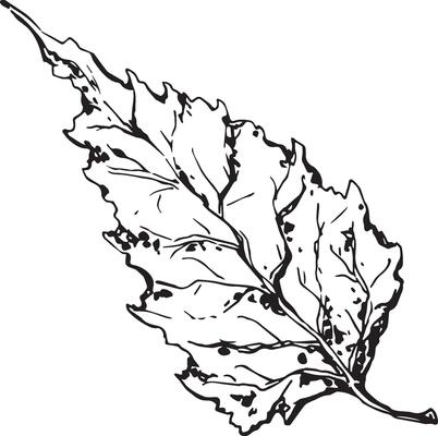 Sketch drawing of a birch leaf in black and white outline. Vintage combination of birch leaf.