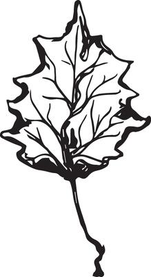 Hand drawn black leaves. Vintage leaf, great design for any purposes.