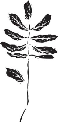 Rowan in hand drawn style on black background. Vintage line art closeup.