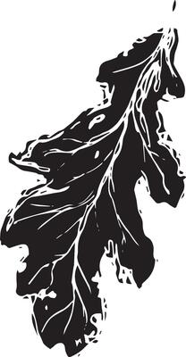 Sketch drawing of a oak leaf in black and white outline. Vintage oak, great design for any purposes.