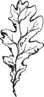 Sketch drawing of a oak leaf in black and white outline. Vintage oak, great design for any purposes. vector