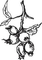 Hand drawn black rosehip. Vintage rosehip, great design for any purposes. vector