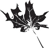 Sketch drawing of a maple leaf in black and white outline. Vintage maple, great design for any purposes. vector