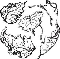 Sketch drawing of a birch leaf in black and white outline. Vintage combination of birch leaf. vector