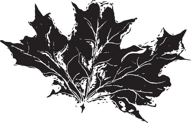 Sketch drawing of a maple leaf in black and white outline. Vintage maple, great design for any purposes.