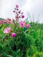 verde naturaleza, primavera paisaje foto