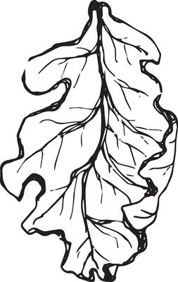 Sketch drawing of a oak leaf in black and white outline. Vintage oak, great design for any purposes.