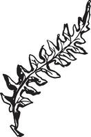 Sketch drawing of a fern in black and white outline. Vintage fern, great design for any purposes. vector