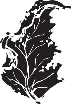 Sketch drawing of a birch leaf in black and white outline. Vintage combination of birch leaf.