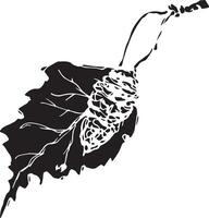 Sketch drawing of a birch leaf in black and white outline. Vintage combination of birch leaf. vector