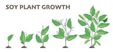 Soy plant growth. Agriculture cycle of soybean germination and growing stages, flat farming infographic with seedling sprouts. Vector isolated set