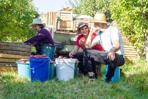 person in apple orchard, person in the garden photo