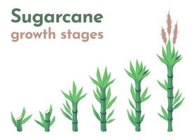 Sugarcane growth stages. Cartoon sugar cane plantation with agriculture cultivation process from planting to harvest, agriculture concept. Vector set