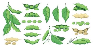 Soy plant. Vegetarian food, organic agriculture, vegan diet concept, fresh green soybean pod and leaves. Vector isolated set