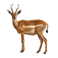 AI generated Antelope clip art png