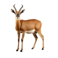 ai généré antilope agrafe art png