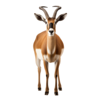 ai gegenereerd antilope klem kunst png