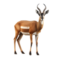 AI generated Antelope clip art png