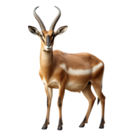 ai généré antilope agrafe art png