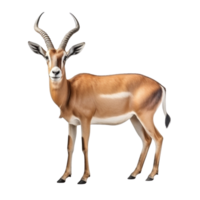 AI generated Antelope clip art png